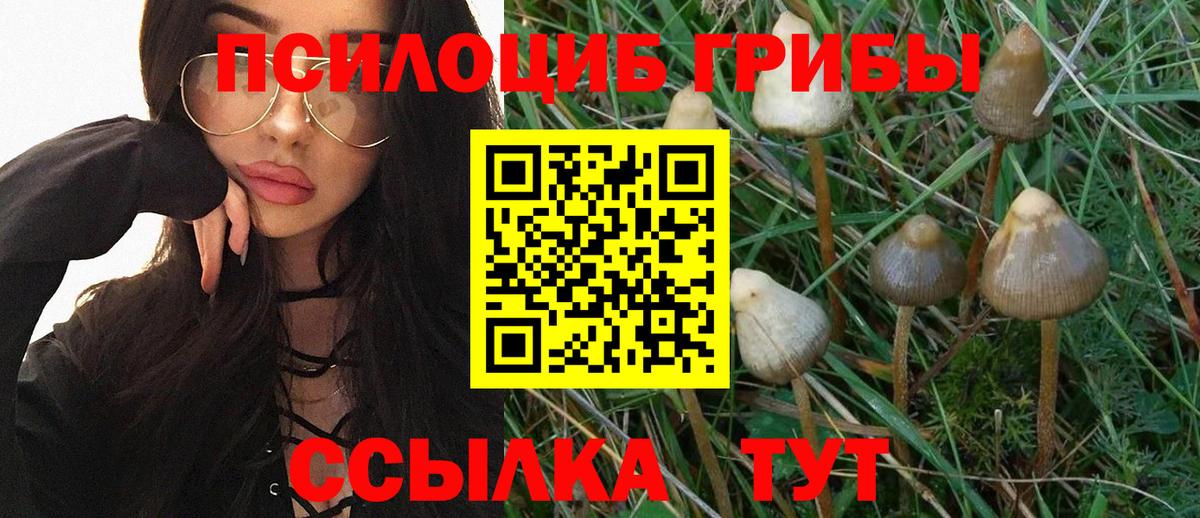 Псилоцибиновые грибы Psilocybine cubensis Курчатов