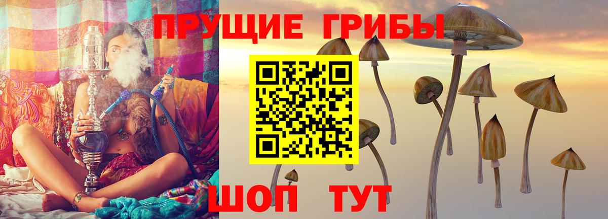Курчатов  Галлюциногенные грибы Cubensis  Вход с VPN 